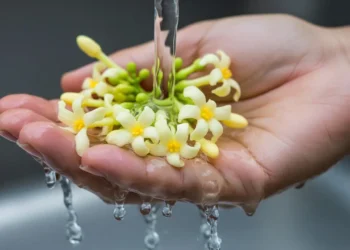 Tips Memilih Bunga Pepaya untuk Dimasak agar Tidak Pahit dan Tetap Renyah