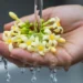 Tips Memilih Bunga Pepaya untuk Dimasak agar Tidak Pahit dan Tetap Renyah