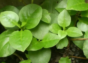 Manfaat Daun Binahong untuk Kesehatan Kulit, Bantu Penyembuhan Luka dan Atasi Peradangan