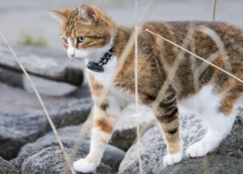 GPS Tracker Anabul Terbaik untuk Menjaga Kucing dan Anjing Tetap Aman