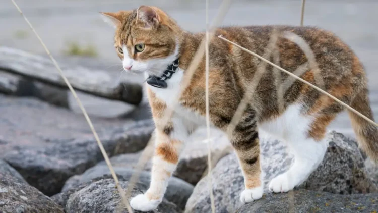 GPS Tracker Anabul Terbaik untuk Menjaga Kucing dan Anjing Tetap Aman