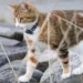 GPS Tracker Anabul Terbaik untuk Menjaga Kucing dan Anjing Tetap Aman