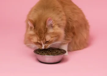 Plus Minus Dry Food untuk Kucing: Ketahui Manfaat dan Risikonya Menurut Dokter Hewan