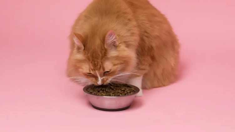 Plus Minus Dry Food untuk Kucing: Ketahui Manfaat dan Risikonya Menurut Dokter Hewan