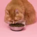 Plus Minus Dry Food untuk Kucing: Ketahui Manfaat dan Risikonya Menurut Dokter Hewan
